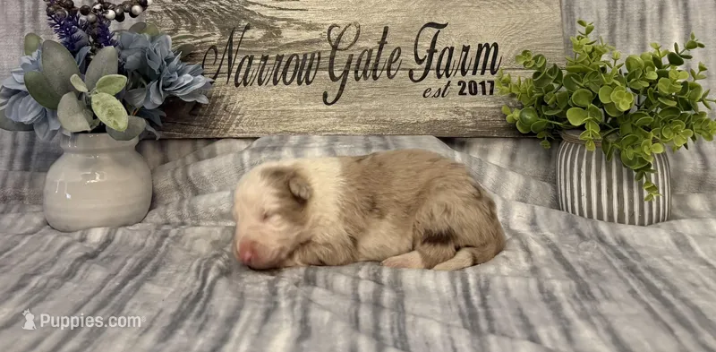 Reba – Border Collie puppy for sale in Moody, TX