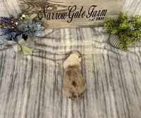 Reba, a female Border Collie for sale in Moody, TX – Photo 4 of 4