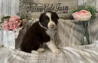 Winston, a male Border Collie for sale in Moody, TX – 2 of 3