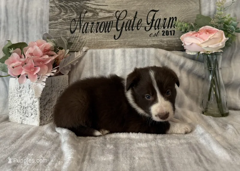 Cooper – Border Collie puppy for sale in Moody, TX