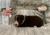 Cooper, a male Border Collie for sale in Moody, TX – 2 of 3