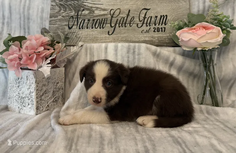 Buster – Border Collie puppy for sale in Moody, TX