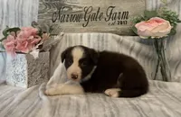Buster, a male Border Collie for sale in Moody, TX – 1 of 3
