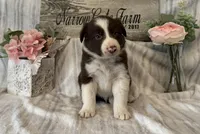Winston, a male Border Collie for sale in Moody, TX – 3 of 3