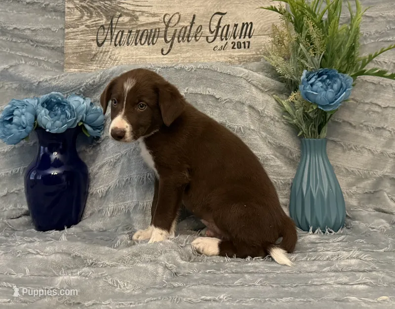 Dusty – Border Collie puppy for sale in Moody, TX