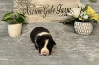 Scout , a male Border Collie for sale in Moody, TX – Photo 3 of 4