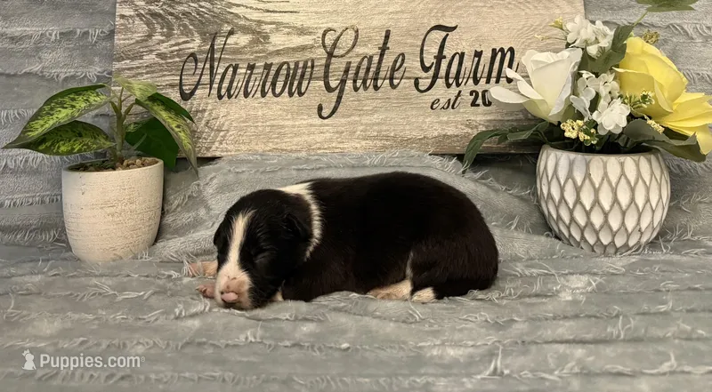 Scout , a male Border Collie for sale in Moody, TX – Photo 1 of 4