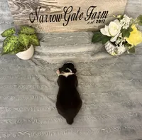 Scout , a male Border Collie for sale in Moody, TX – Photo 4 of 4