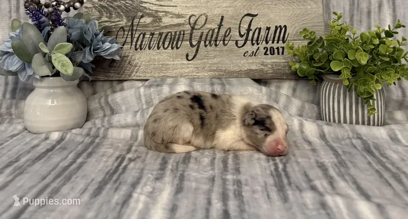 Ella – Border Collie puppy for sale in Moody, TX