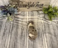 Ella, a female Border Collie for sale in Moody, TX – Photo 3 of 4