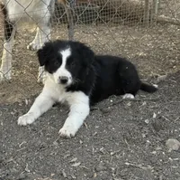 Wiggles, a female Border Collie for sale in Moody, TX – Photo 2 of 2
