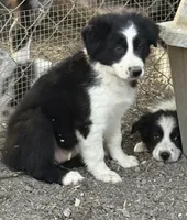 Wiggles, a female Border Collie for sale in Moody, TX – Photo 1 of 2