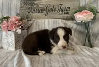 Buster, a male Border Collie for sale in Moody, TX – 2 of 3