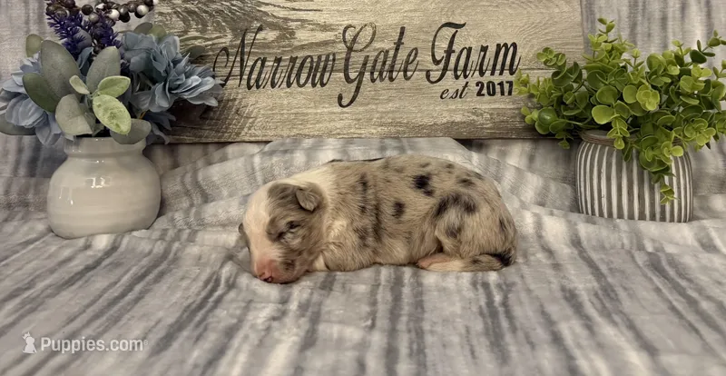 Shania – Border Collie puppy for sale in Moody, TX