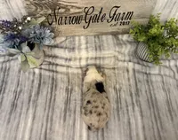 Shania, a female Border Collie for sale in Moody, TX – Photo 3 of 4