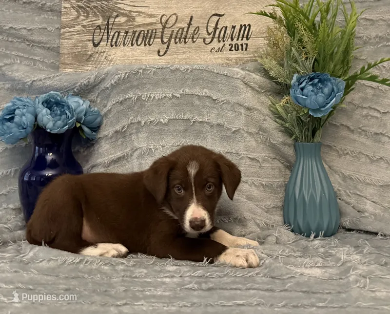 Dusty, a male Border Collie for sale in Moody, TX – 1 of 1