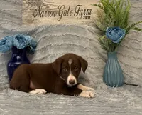 Dusty, a male Border Collie for sale in Moody, TX – 1 of 1