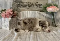 Mia, a female Border Collie for sale in Moody, TX – 2 of 3