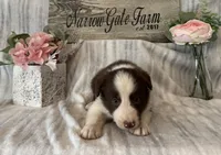 Buster, a male Border Collie for sale in Moody, TX – 3 of 3