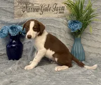 Bo, a male Border Collie for sale in Moody, TX – 2 of 2