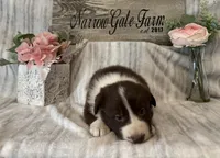 Cooper, a male Border Collie for sale in Moody, TX – 3 of 3