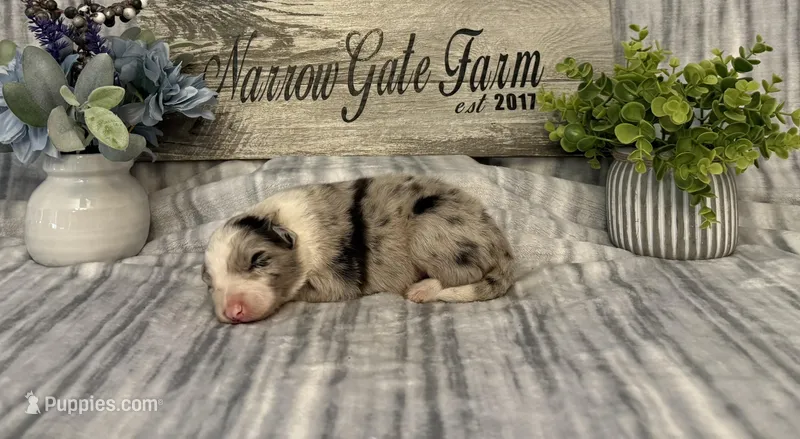 Bandit  – Border Collie puppy for sale in Moody, TX