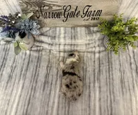 Bandit , a male Border Collie for sale in Moody, TX – Photo 3 of 4