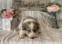 Mia, a female Border Collie for sale in Moody, TX – 3 of 3