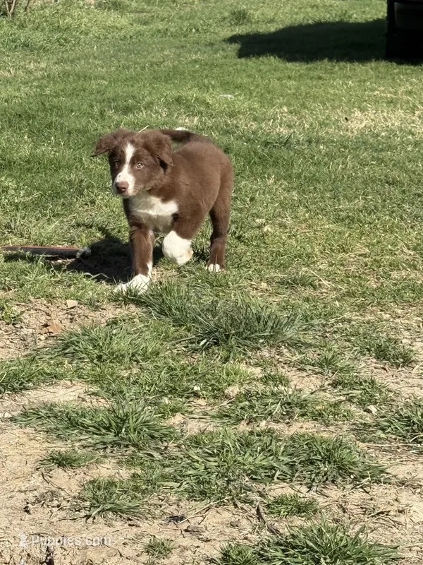 Odie, a male Border Collie for sale in Moody, TX – Photo 1 of 1