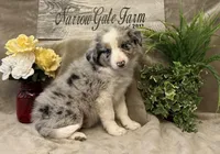 Levi, a male Border Collie for sale in Moody, TX – Photo 1 of 2