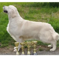 Lover Girl, a female English Cream Golden Retriever for sale in Bel Air, MD – Photo 2 of 7