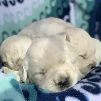 Lover Girl, a female English Cream Golden Retriever for sale in Bel Air, MD – Photo 6 of 7