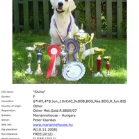 Lover Girl, a female English Cream Golden Retriever for sale in Bel Air, MD – Photo 3 of 7