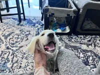 Wonderful White Girl, a female Golden Retriever for sale in Bel Air, MD – 8 of 10