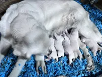 Wonderful White Boy, a male Golden Retriever for sale in Bel Air, MD – 3 of 10