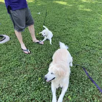 Lover Girl , a female Golden Retriever for sale in Bel Air, MD – Photo 8 of 10