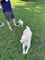 Lover Girl , a female Golden Retriever for sale in Bel Air, MD – Photo 8 of 10