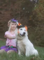 Lover Girl , a female Golden Retriever for sale in Bel Air, MD – Photo 3 of 10