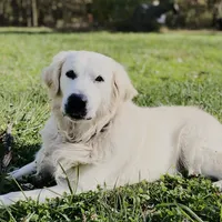 Lover Girl , a female Golden Retriever for sale in Bel Air, MD – Photo 10 of 10