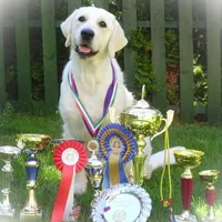 Lover Girl , a female Golden Retriever for sale in Bel Air, MD – Photo 1 of 10