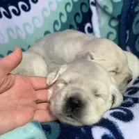 Lover Girl , a female Golden Retriever for sale in Bel Air, MD – Photo 6 of 10