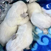 Lover Girl , a female Golden Retriever for sale in Bel Air, MD – Photo 9 of 10