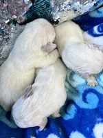 Lover Girl , a female Golden Retriever for sale in Bel Air, MD – Photo 9 of 10