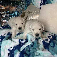 Lover Girl , a female Golden Retriever for sale in Bel Air, MD – Photo 7 of 10