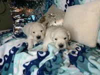 Lover Girl , a female Golden Retriever for sale in Bel Air, MD – Photo 7 of 10