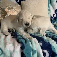 Lover boy, a male Golden Retriever and English Cream Golden Retriever for sale in Bel Air, MD – Photo 2 of 5