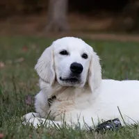Lover boy, a male Golden Retriever and English Cream Golden Retriever for sale in Bel Air, MD – Photo 1 of 5