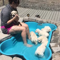 Lover boy, a male Golden Retriever and English Cream Golden Retriever for sale in Bel Air, MD – Photo 4 of 5