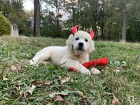 Wonderful White Girl, a female Golden Retriever for sale in Bel Air, MD – 9 of 10