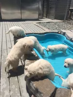 Wonderful Boy, a male English Cream Golden Retriever for sale in Bel Air, MD – 9 of 10